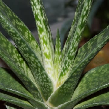 Gasteria Maculata