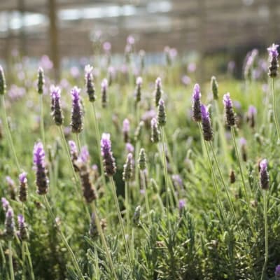 Lavanda Francesa