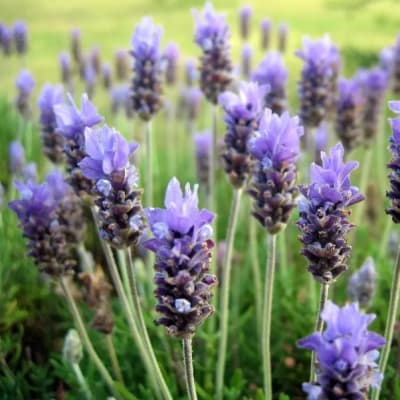 Lavanda Francesa