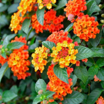 Lantana Camara