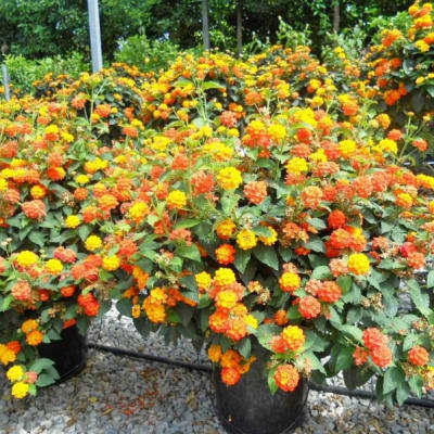 Lantana Camara