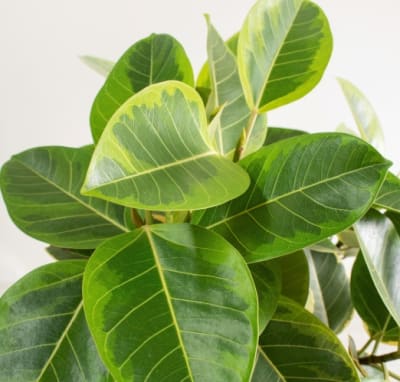 Ficus Altisima