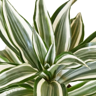 Dracena Warneckii Blanca