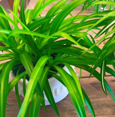 Cinta Verde o Malamadre (Chlorophytum comosum 'Green')