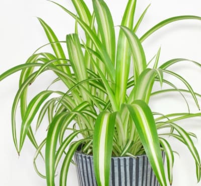 Cinta Variegada (Chlorophytum comosum 'Variegatum')