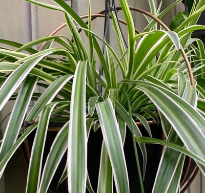 Cinta o Malamadre (Chlorophytum comosum 'Vittatum')