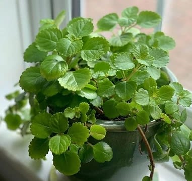 Dolar Verde (Plectranthus verticillatus)