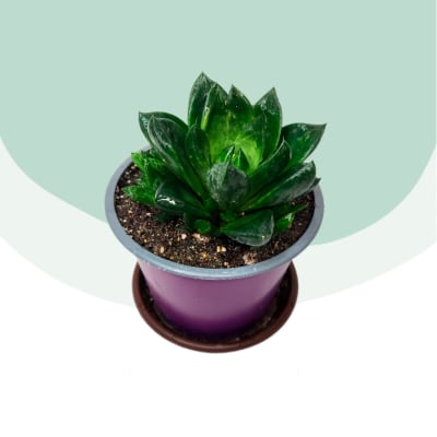 Haworthia Cymbiformis