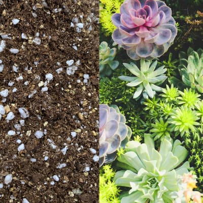 Suculenta Mix