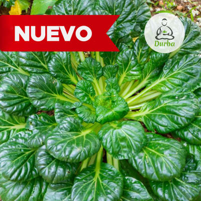 Tatsoi verde