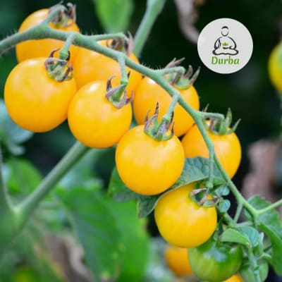 Tomate Amarillo