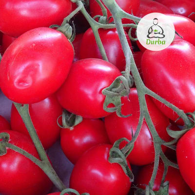 Tomate Pera