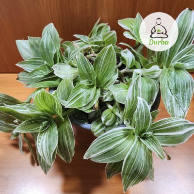 Tradescantia Fluminensis 'Variegata'
