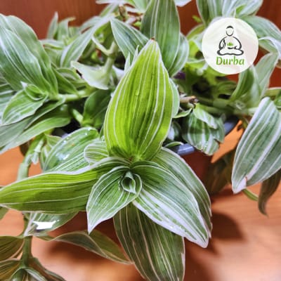 Tradescantia Fluminensis 'Variegata'