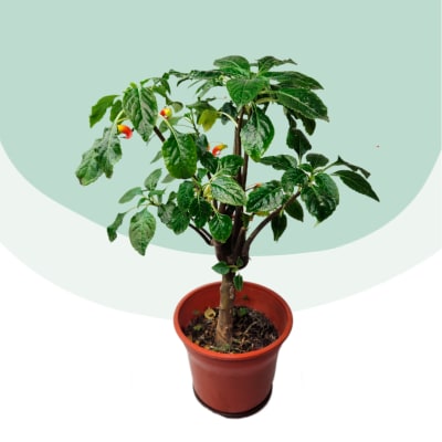 Flor de Tucán