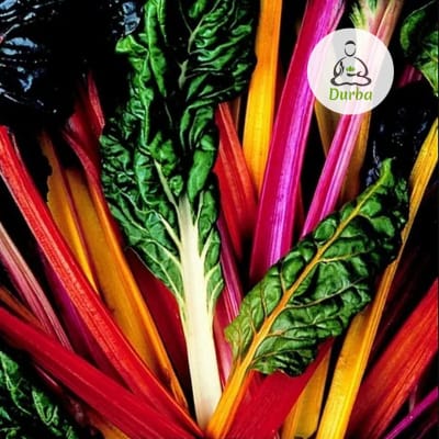 Acelga Mezcla de Colores