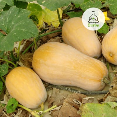 Zapallo Butternut Waltham