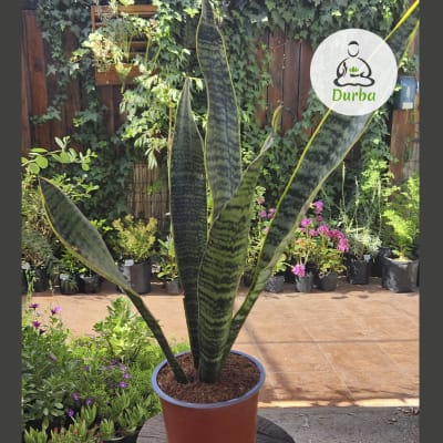 Sansevieria Zeylanica