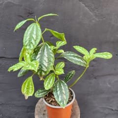 Pilea
