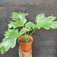 Philodendro Paraguayo