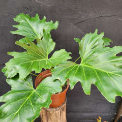 Philodendro Paraguayo