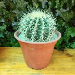 Echinocactus Grusonii (Asiento de Suegra)