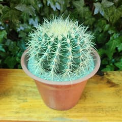 Echinocactus Grusonii (Asiento de Suegra)