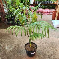 Chamaedorea Elegans