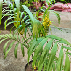 Chamaedorea Elegans