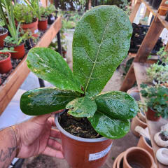 Ficus Lyrata