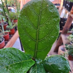 Ficus Lyrata