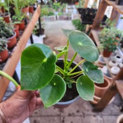Peperomia Cucharita
