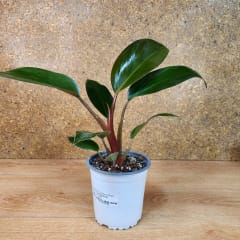 Philodendron Selloum Rojo Congo Maceta N°13