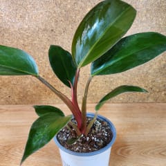 Philodendron Selloum Rojo Congo Maceta N°13