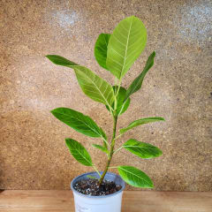 Ficus Altissima cv. Variegata Maceta N°17