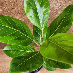 Ficus Altissima cv. Variegata Maceta N°17