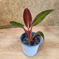 Philodendron Selloum Sun Red