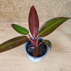 Philodendron Selloum Sun Red