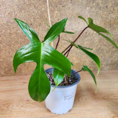 Philodendron Florida