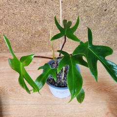 Philodendron Florida
