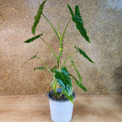 Philodendron Imbe Paraiso Verde Variegado Maceta N°13
