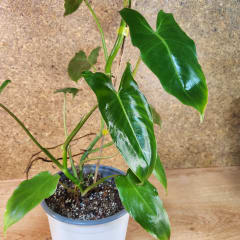 Philodendron Imbe Paraiso Verde Variegado Maceta N°13