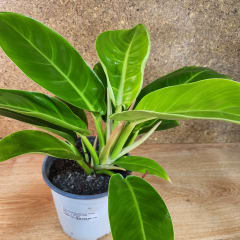 Philodendron Imperial Golden Maceta N°17