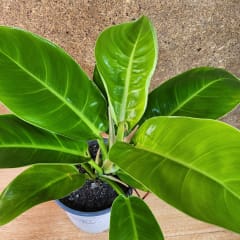 Philodendron Imperial Golden Maceta N°17
