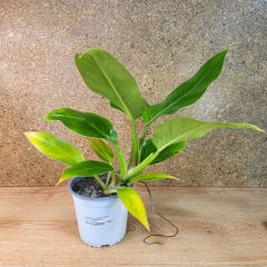 Philodendron Imperial Green Maceta N°15