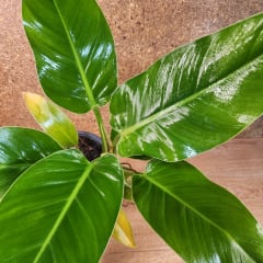 Philodendron Imperial Green Maceta N°15