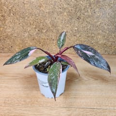 Philodendron Pink Princess Galaxy Maceta N°11