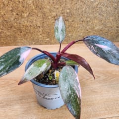 Philodendron Pink Princess Galaxy Maceta N°11