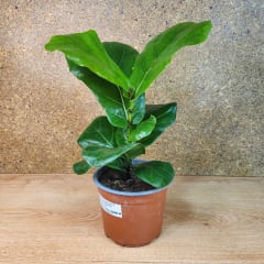 Ficus Lyrata Maceta N°15