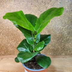 Ficus Lyrata Maceta N°15